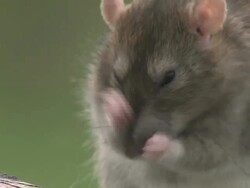 Close Up hand-held - A rat washes its face and whiskers. / South Africa Stock Footage