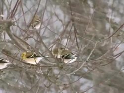 MS PAN American Goldfinches perching on branch during snowstorm / Tweed, Ontario, Canada Stock Footage