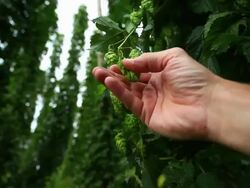 HD Farmer's hand checking hop cone Stock Footage