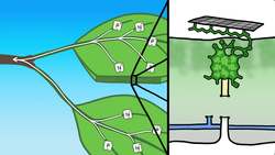 The Real Reason Leaves Change Color in the Fall Instructional Video