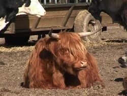 Highland Cow / Cattle chewing 1 Stock Footage