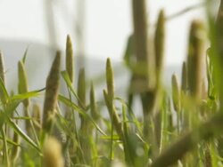 Close-up of crops  Stock Footage