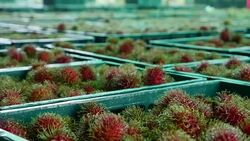 Rambutan in basket. Stock Footage