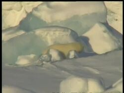 MS blood stained Polar Bear, Ursus maritimus, moving off with dead seal, Arctic Circle Stock Footage