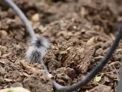 black caterpillar on rubber tube Stock Footage