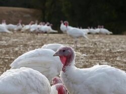 Turkeys Raised On California Farm Stock Footage