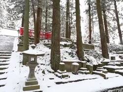 Beautiful Winter forest Stock Footage