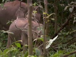Elephant mother with baby walking through the jungle Stock Footage