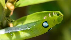 Caterpillar Stock Footage