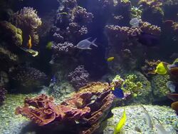 Tropical Fish Stock Footage