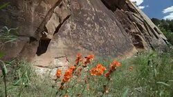 Wildflowers and Native American Newspaper Rock petroglyphs Utah Stock Footage