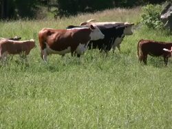 Cows Stock Footage