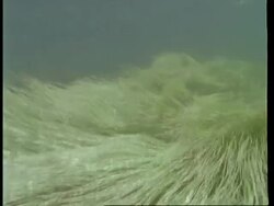 MS Tracking left, Underwater view of water weed swirling in current, South America Stock Footage