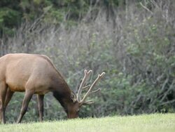wild bull elk grazing Stock Footage