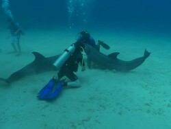 Habituated bottlenose dolphin (Tursiops truncatus) interacts with divers (some uncleared) then excretes near Liam Allan (cleared) near sea floor, Roatan Island, Honduras  Stock Footage