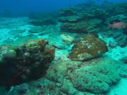 Flounder swimming over reef, Costa Rica, Pacific Ocean  Stock Footage
