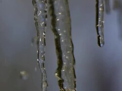 CU SLO MO Icicles dripping on natural background / Morristown , New Jersey, USA  Stock Footage