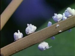 Wooly Aphids ?, MWA aphids on branch, Panama Stock Footage