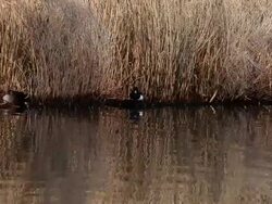 Ducks on a pond Stock Footage