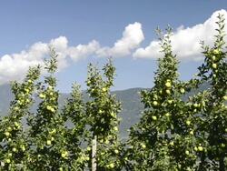 MS Shot of apple orchard in front of mountains / Merano, Trentino, South Tyrol, Italy Stock Footage
