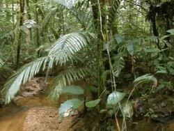 Walking along a rainforest stream in the Ecuadorian Amazon Stock Footage