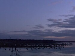 Common Cranes (Grus grus), at their roost on Lake Cubillar, Caceres Province in Extremadura, Spain Stock Footage