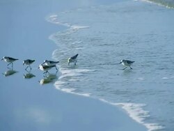 Sanderlings Stock Footage