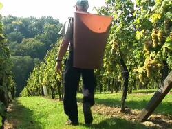 HD: Working In The Vineyard Stock Footage
