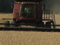 WS  Farmer cutting  wide path of winter wheat with combine during  summer harvest / Dansville, Michigan, United States Stock Footage