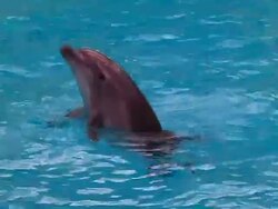 Dolphin Stock Footage
