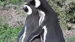 Penguins gather in Argentina for mating season Instructional Video
