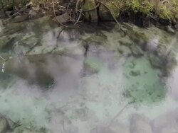 Swimming florida manatee Stock Footage