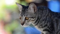 Cat cute pets . Stock Footage