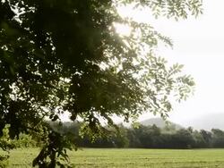 crane shot : Sun light and Tree Stock Footage