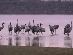 Common Cranes (Grus grus), at their roost on Lake Cubillar, Caceres Province in Extremadura, Spain Stock Footage