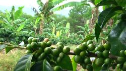 Close up green coffee cherry background banana plant Stock Footage