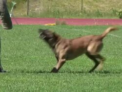Police dog barking. Stock Footage