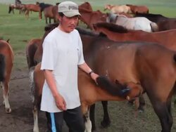 MS Nomads preparing to milk of mare / Central-south Mongolia, Mongolia Stock Footage