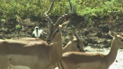 A herd of gazelles gathers at a watering hole. Stock Footage