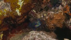 Colorful Mandarin Dragonet (Mandarin Goby) Stock Footage