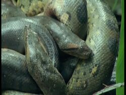 BCU 2 intertwined Anaconda's heads, South America Stock Footage