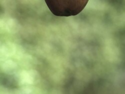 SLO MO apple falling through frame, medium close Stock Footage