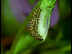 Caterpillar of Silver-washed Fritillary (Angynnis paphia) Butterfly) MS feeding, England Stock Footage