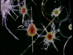 CU microscopic view of sliding diatoms, radiolarians and dinoflagellates, black background Stock Footage