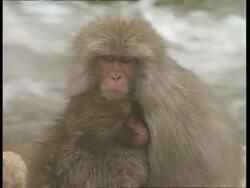 CU Two macaques next to river, cuddle together for warmth Stock Footage