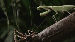 A cricket investigates a preying mantis with its long antennae, then the mantis strikes. Stock Footage