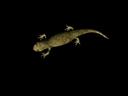 Green Lizard on Black Stock Footage