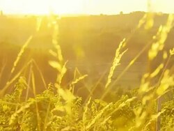 HD DOLLY: Sunset Through Blades Of Grass Stock Footage