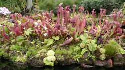 Pitcher Plant growing beside water, a carnivorous plant Stock Footage