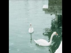 SYND 01-12-73 SANTA CLAUS YACHTING REGATTA News Clip